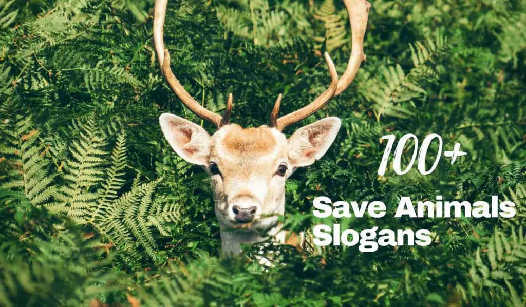 100-latest-catchy-save-the-animals-slogans-2023